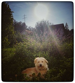 Die Abendsonne geniessen im hohen Gras